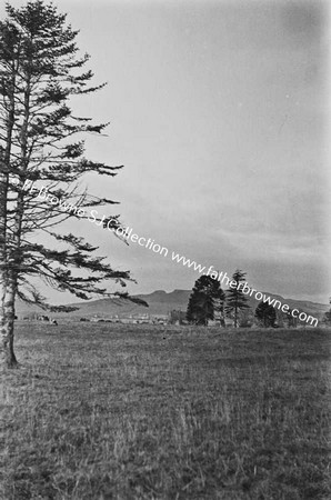 RURAL SCENE WITH TREE